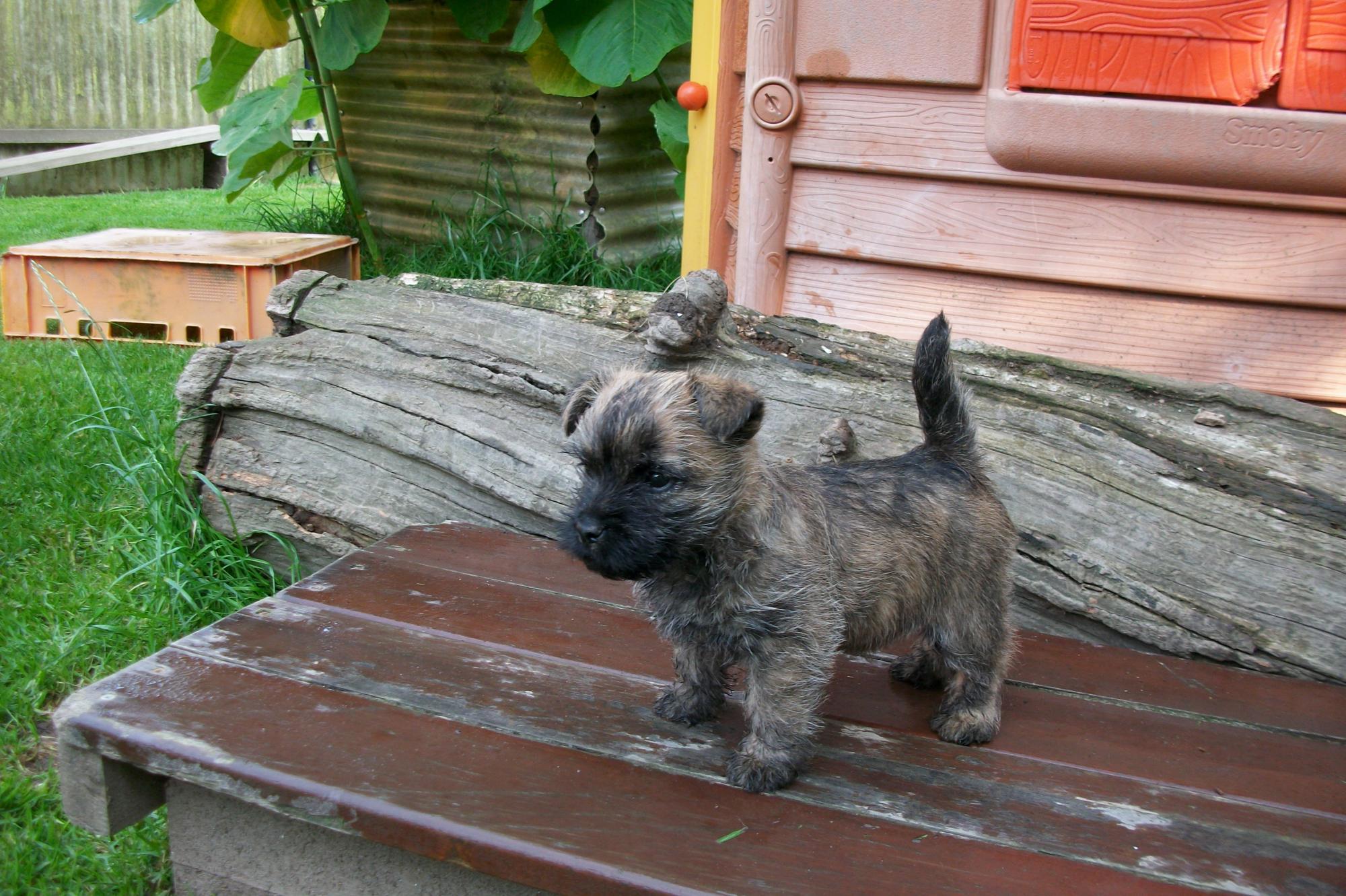 Cairn Terrier Bildergalerie