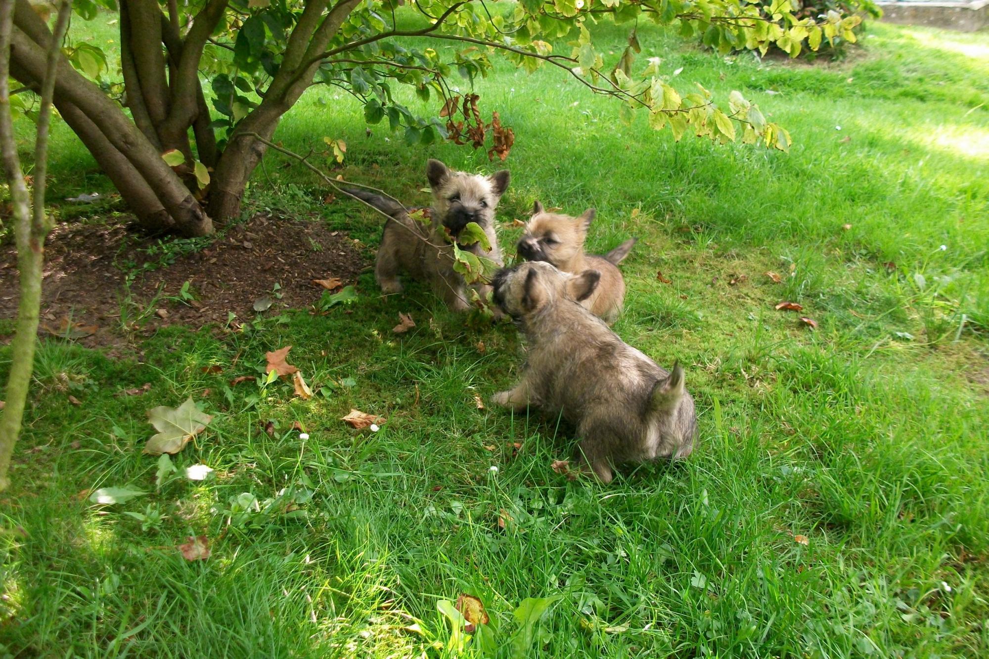 Cairn Terrier Bildergalerie