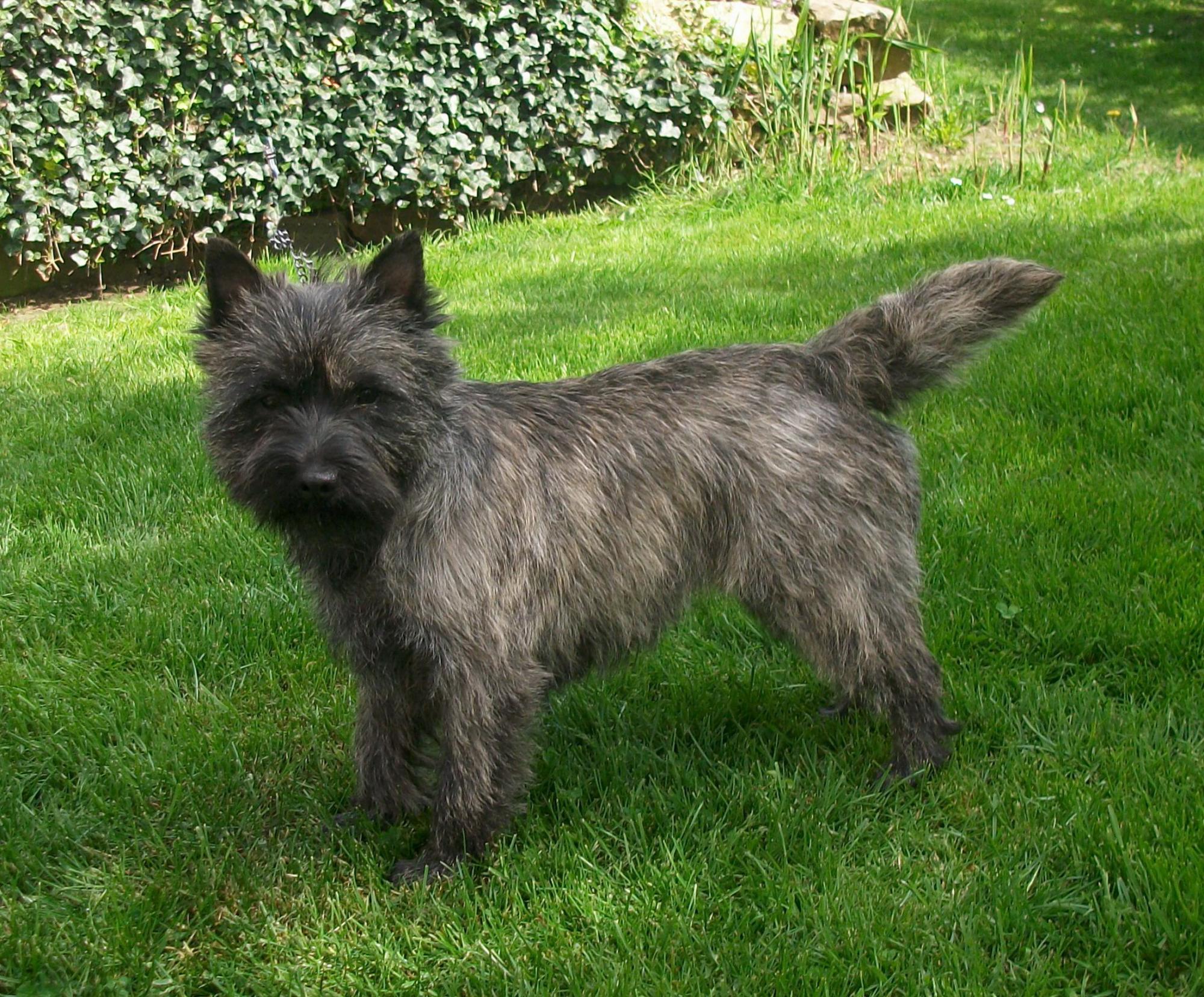 Cairn Terrier Bildergalerie