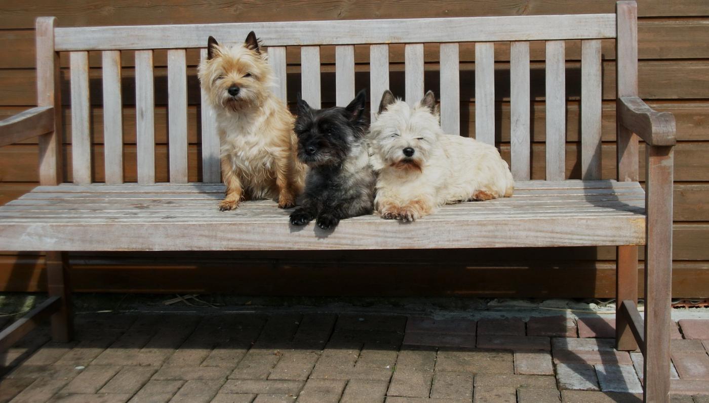 Cairn Terrier vom Dörnthaler Teich