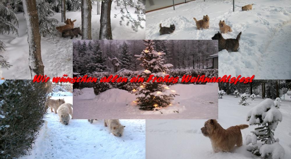 Cairn Terrier vom Dörnthaler Teich
